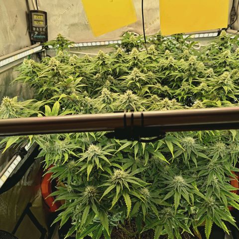 Blueberry Muffin  #3 growlog timeline photo