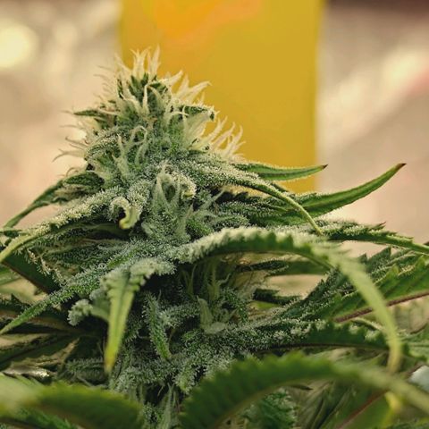 Blueberry Muffin  #3 growlog timeline photo