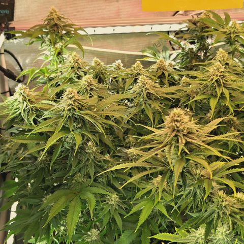 Blueberry Muffin  #3 growlog timeline photo
