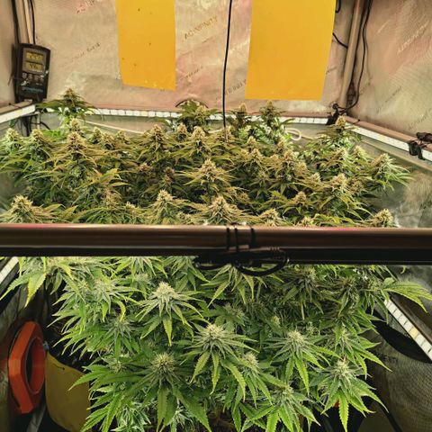 Blueberry Muffin  #3 growlog timeline photo