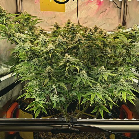 Blueberry Muffin  #3 growlog timeline photo