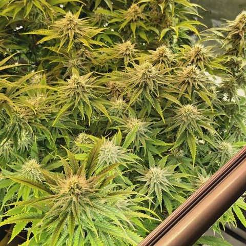 Blueberry Muffin  #3 growlog timeline photo