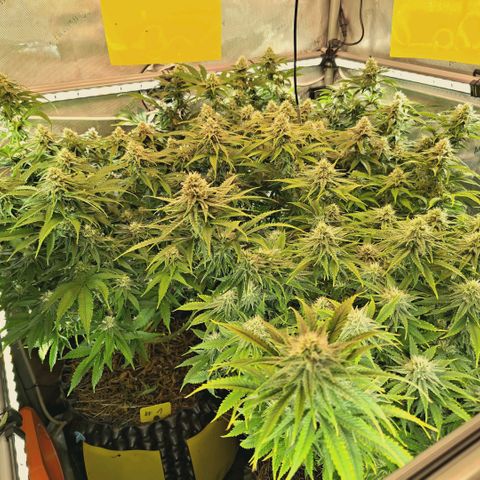 Blueberry Muffin  #3 growlog timeline photo