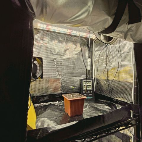 Hella Jelly #1 growlog timeline photo