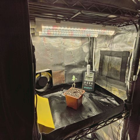 Hella Jelly #1 growlog timeline photo