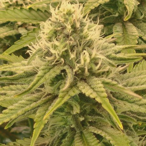 Blueberry Muffin  #3 growlog timeline photo