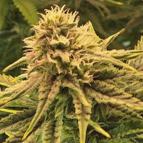 Blueberry Muffin  #3 growlog timeline photo