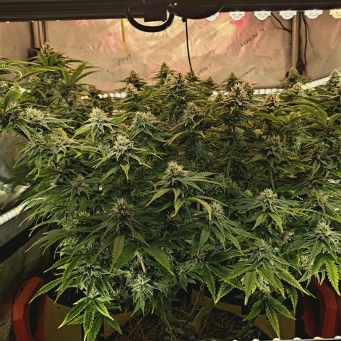 Blueberry Muffin  #3 growlog timeline photo