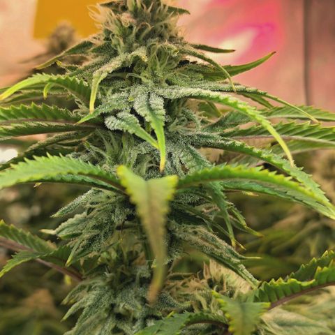 Blueberry Muffin  #3 growlog timeline photo
