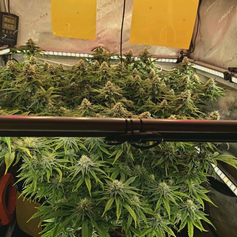 Blueberry Muffin  #3 growlog timeline photo
