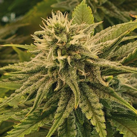 Blueberry Muffin  #3 growlog timeline photo