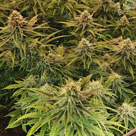 Blueberry Muffin  #3 growlog timeline photo