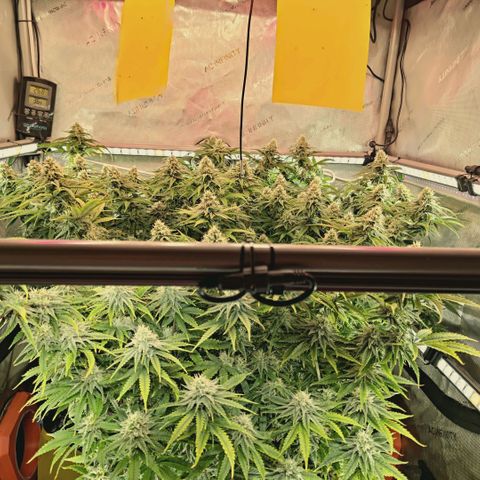 Blueberry Muffin  #3 growlog timeline photo