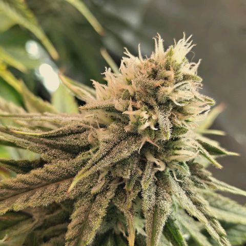 Blueberry Muffin  #3 growlog timeline photo