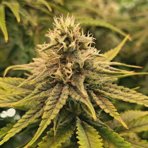 Blueberry Muffin  #3 growlog timeline photo