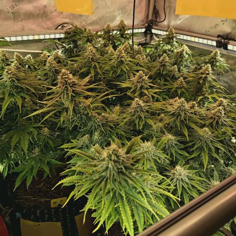Blueberry Muffin  #3 growlog timeline photo
