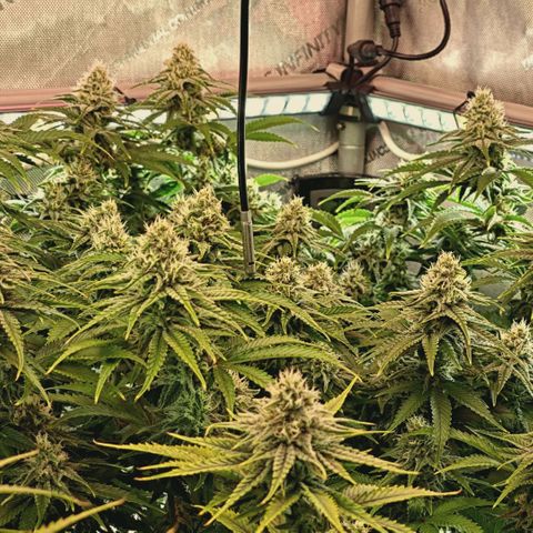 Blueberry Muffin  #3 growlog timeline photo
