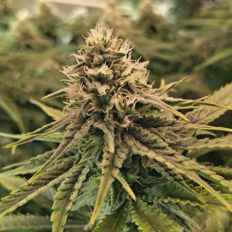 Blueberry Muffin  #3 growlog timeline photo