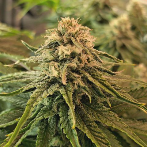 Blueberry Muffin  #3 growlog timeline photo