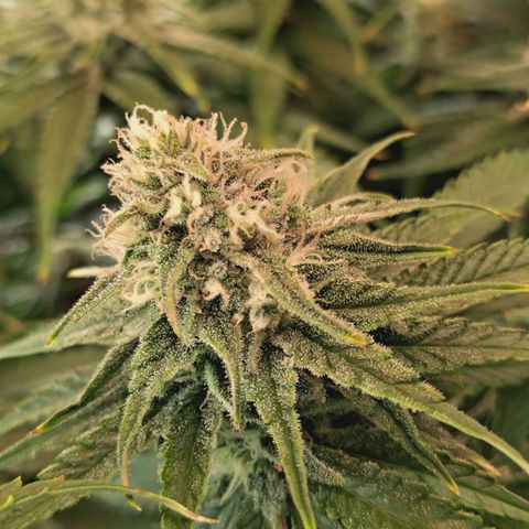 Blueberry Muffin  #3 growlog timeline photo