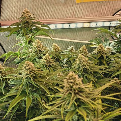 Blueberry Muffin  #3 growlog timeline photo