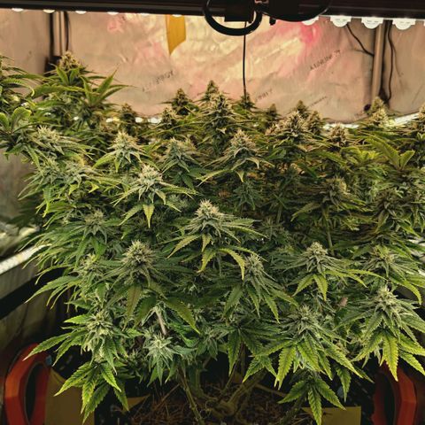 Blueberry Muffin  #3 growlog timeline photo