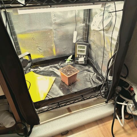 Hella Jelly #1 growlog timeline photo