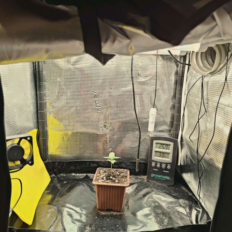 Hella Jelly #1 growlog timeline photo
