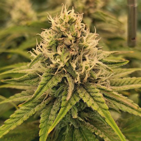 Blueberry Muffin  #3 growlog timeline photo