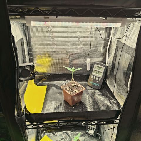 Hella Jelly #1 growlog timeline photo