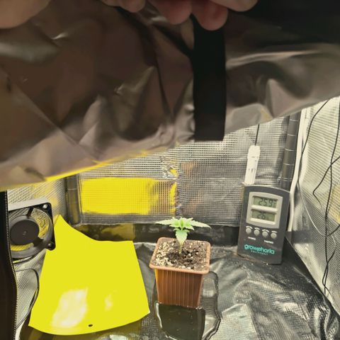 Hella Jelly #1 growlog timeline photo