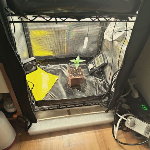 Hella Jelly #1 growlog timeline photo