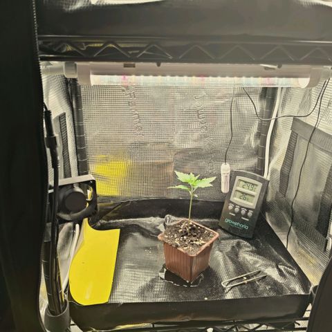 Hella Jelly #1 growlog timeline photo
