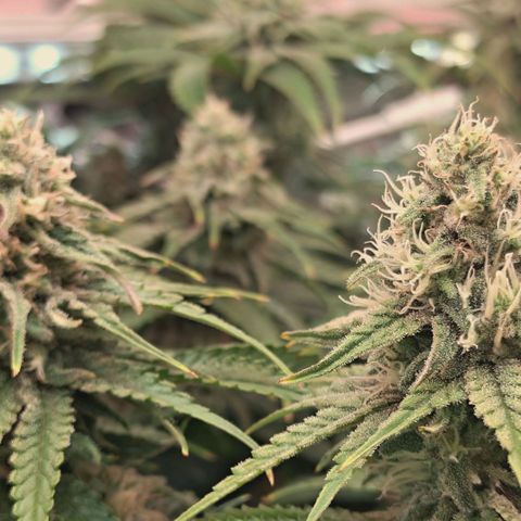 Blueberry Muffin  #3 growlog timeline photo