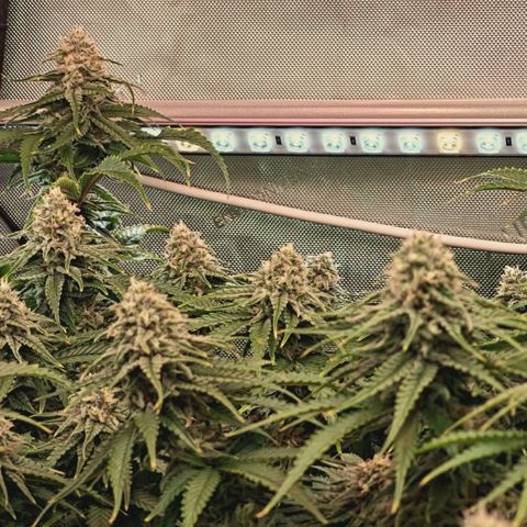 Blueberry Muffin  #3 growlog timeline photo