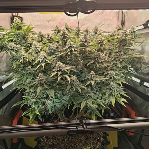 Blueberry Muffin  #3 growlog timeline photo