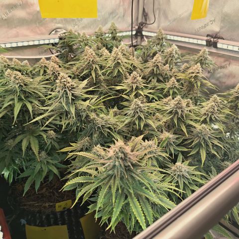 Blueberry Muffin  #3 growlog timeline photo
