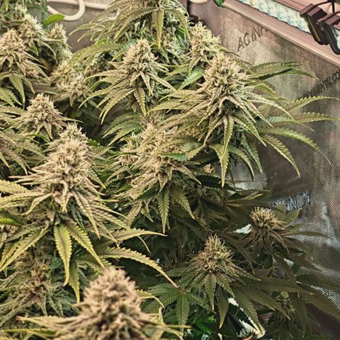 Blueberry Muffin  #3 growlog timeline photo