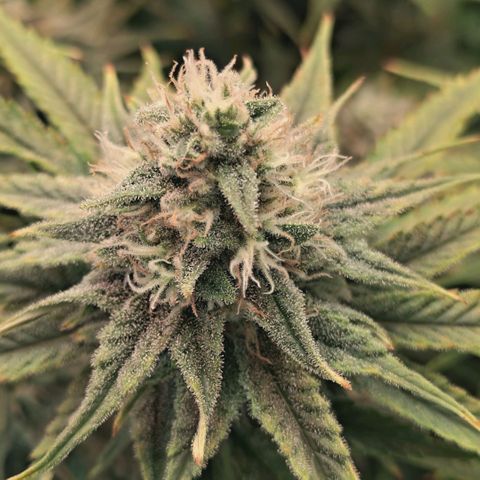 Blueberry Muffin  #3 growlog timeline photo