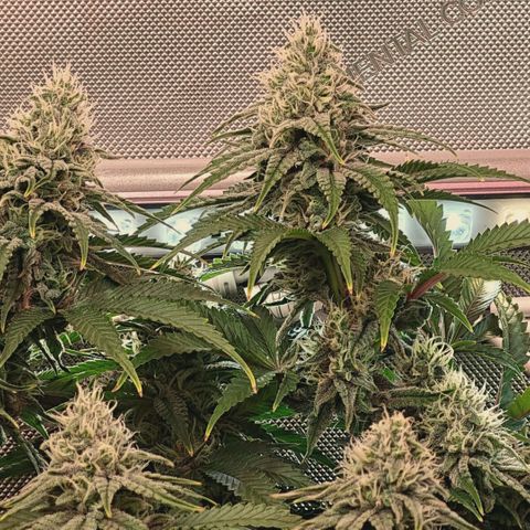 Blueberry Muffin  #3 growlog timeline photo