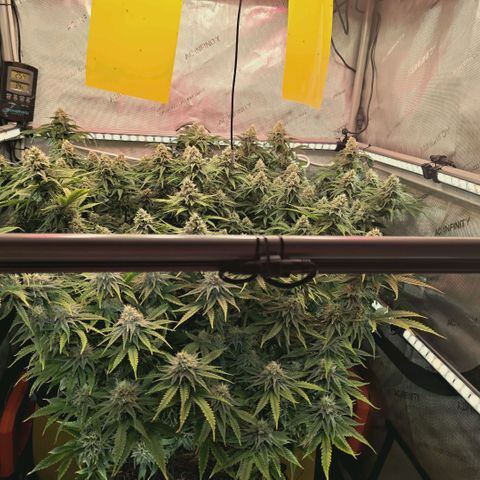 Blueberry Muffin  #3 growlog timeline photo