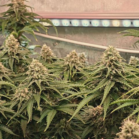 Blueberry Muffin  #3 growlog timeline photo