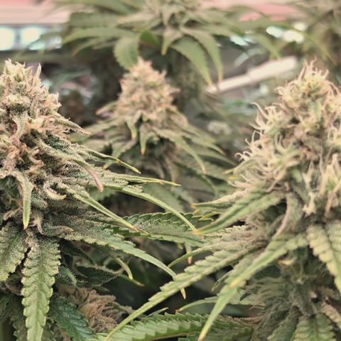 Blueberry Muffin  #3 growlog timeline photo