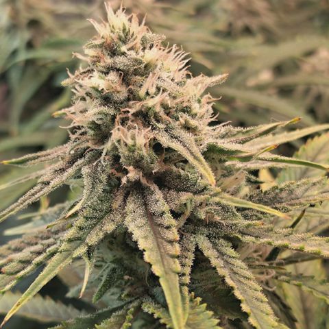Blueberry Muffin  #3 growlog timeline photo