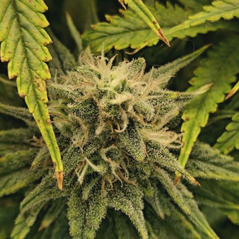 Blueberry Muffin  #3 growlog timeline photo