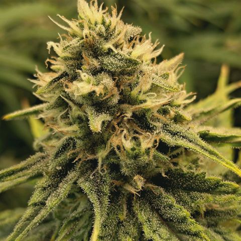 Blueberry Muffin  #3 growlog timeline photo