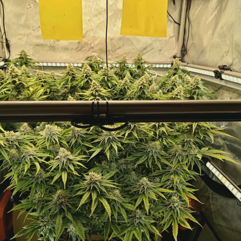 Blueberry Muffin  #3 growlog timeline photo