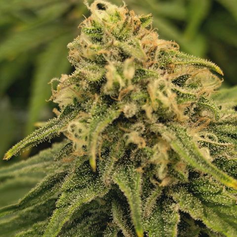 Blueberry Muffin  #3 growlog timeline photo