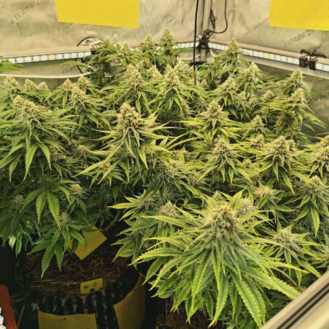 Blueberry Muffin  #3 growlog timeline photo