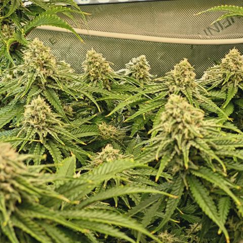 Blueberry Muffin  #3 growlog timeline photo